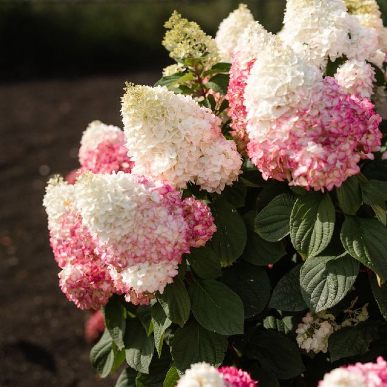 Obrázok Hortenzia metlinatá (Hydrangea paniculata) ´LIVING RED VELVET®´ by LIVING CREATIONS® - výška 20-30 cm, kont. C1,5L
